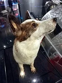 Strelka