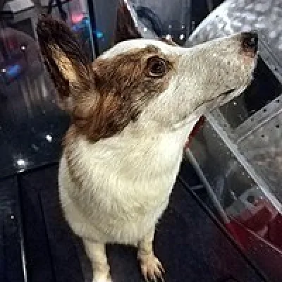 Strelka