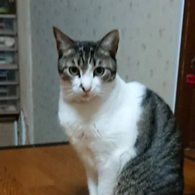 Naitou Kinosuke