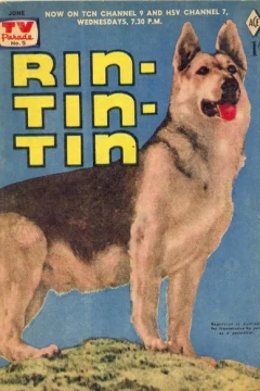 Rin-Tin-Tin