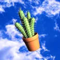 Logo of Airborne Cactus