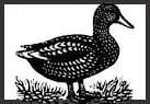 Logo of Duckworth
