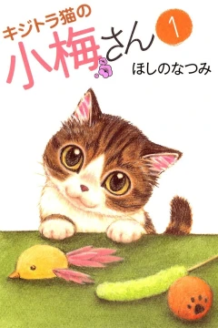 Kijitora Neko no Koume-san