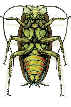 Bug Brothers