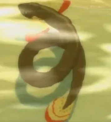 Background for Butterfly Eel