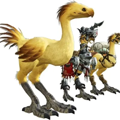 Chocobos