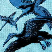 Stymphalian Birds